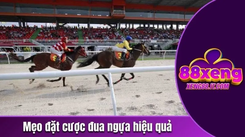 Mẹo đặt cược đua ngựa hiệu quả